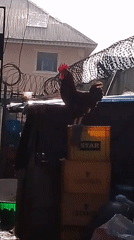 Rooster perches on beer crates in outdoor yard setting