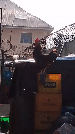 Rooster perches on beer crates in outdoor yard setting