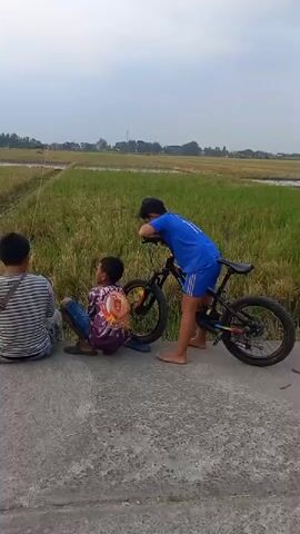 Three young boys are sitting on a concrete surface next to a field of rice paddies under a cloudy sky. One boy is wearing a striped shirt and sitting with his back to the camera, holding a kite string. Another boy is squatting in a colorful t-shirt, looking towards the kite. A third boy, wearing a blue shirt and shorts, is standing and leaning against a bicycle. The kite, black and white, is partially visible on the ground. The boy in the striped shirt appears to be controlling the kite string. The rice paddies are golden yellow and green, suggesting they are nearing harvest. The environment appears rural.