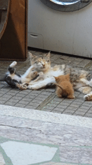 Mother cat nurses kittens in Bulgarian village afternoon