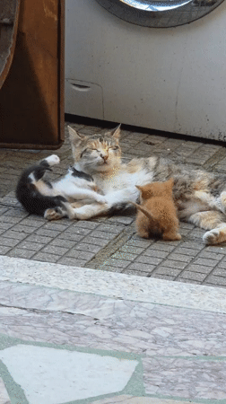 Mother cat nurses kittens in Bulgarian village afternoon