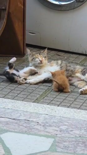 Mother cat nurses kittens in Bulgarian village afternoon