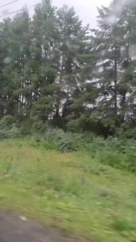 This video captures a view from a moving vehicle, likely a train, showing a landscape of trees and grass. The trees are tall and dense, with a variety of greenery suggesting a forest or woodland area. The grass in the foreground appears lush and somewhat windswept, indicating movement. The weather seems overcast, with visible water droplets on the window, suggesting rain or mist. A pole-like structure with some equipment is visible on the right side of the frame at one point, possibly indicating infrastructure along the route. The overall impression is of a natural, possibly rural, environment being traversed at a moderate speed.
