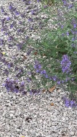 The video shows a ground-level view of a patch of small, purple flowers growing in a bed of gray gravel. A bumblebee is visible visiting one of the flower clusters.  The stems of the flowers are green. There are a few small, yellow flower petals scattered on the gravel. The camera remains still throughout the short video.