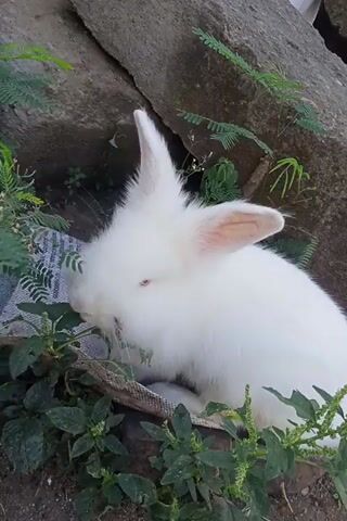 A white rabbit is eating food out of a container. The container is surrounded by plants and concrete blocks.