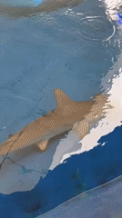 Marine life interactions captured at Miami aquarium facility