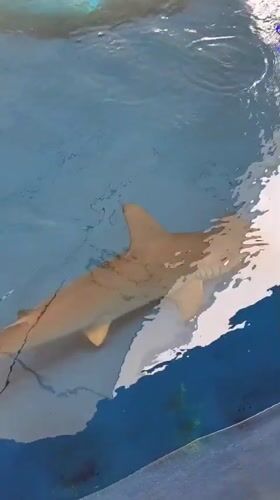 Marine life interactions captured at Miami aquarium facility
