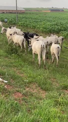 A herd of white cattle, one black and white cow, and a person are in a grassy field with a cornfield in the background. A person is walking in the distance.