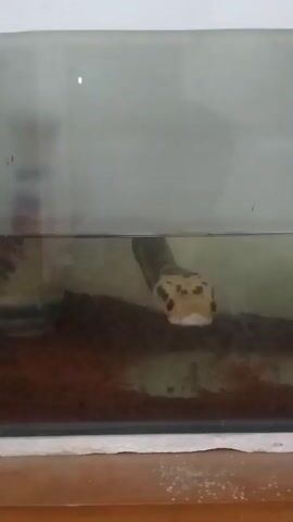 The video shows a snake's head emerging from murky water in a tank. The snake has a patterned head with dark markings and red eyes. The bottom of the tank is covered in dark substrate. The water level is high, reaching almost to the top of the tank. The background is blurry and appears to be a light-colored wall.