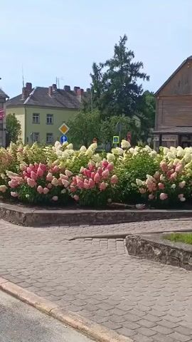 The video shows a street scene with a bed of hydrangeas in the foreground. The hydrangeas are a mix of pink and white. Behind the hydrangeas are buildings, trees, and street signs. The weather appears to be sunny. There are no people visible in the video.