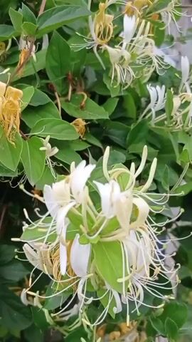The video shows a close-up view of honeysuckle flowers and foliage. The flowers are a mix of white and yellow, with long, thin stamens. The leaves are green and ovate. The camera pans slowly across the plants, providing a detailed look at the blossoms and leaves. The lighting is natural, suggesting an outdoor setting. There are no people or other animals visible in the video. The overall impression is one of a lush and healthy plant.
