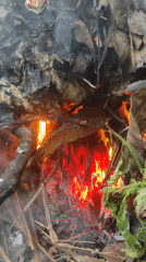 Leaf pile burns in outdoor area, Lhokseumawe Indonesia