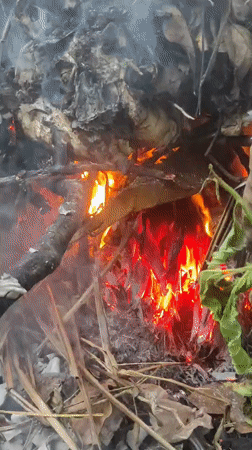 Leaf pile burns in outdoor area, Lhokseumawe Indonesia