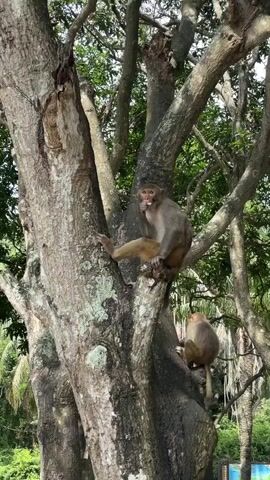 Two monkeys are perched on a large tree. The monkey on the left is higher up and appears to be eating something. It is sitting with its legs splayed and one hand touching its mouth. The monkey on the right is lower down on a different branch and is also eating. The tree has thick, textured bark and is surrounded by lush green foliage. The lighting suggests it is daytime.