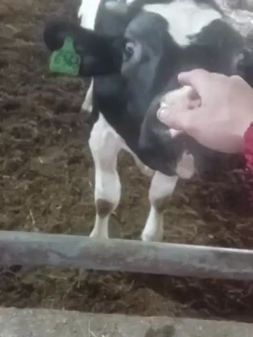The media file shows a close-up, slightly blurry video of a young black and white calf with a green tag in its ear labeled "6363." The calf is standing in a barn-like setting with muddy ground. A person's hand, wearing a red sleeve, is reaching out and gently touching the calf's nose and mouth. The calf appears to be interacting with the hand, possibly smelling or nuzzling it. The interaction seems calm and gentle, suggesting a moment of connection between the person and the animal. The lighting is dim, typical of an indoor barn, and there are no clear indicators of the time of day or weather. The overall scene conveys a sense of farm life and interaction with livestock. The location is identified as Chaikovsky, Russia.