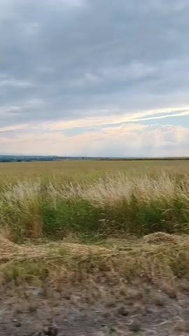 The video shows a view of a field of tall grass and crops under a cloudy sky. The camera appears to be moving, possibly from a vehicle, as the perspective shifts slightly. In the distance, there is a hint of a treeline and possibly some buildings. The overall scene depicts an open, rural landscape.