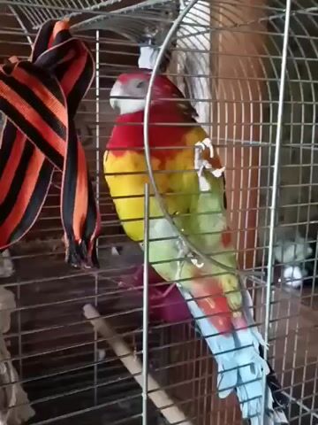 A medium shot shows a colorful parrot perched inside a metal birdcage. The parrot is mostly red on its head and upper back, transitioning to yellow on its chest and then green on its lower back and wings. Its tail feathers are light blue. The parrot is facing slightly to the right, with its head turned towards the viewer. To the left of the parrot, a ribbon with alternating black and orange stripes is hanging from the top of the cage. The birdcage has a wooden perch running horizontally across the lower portion of the frame. The background appears to be a wooden wall or structure. The lighting is somewhat dim, suggesting an indoor environment. The video is silent.