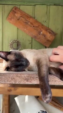 A person is petting a cat lying on a wooden surface. The cat is a Siamese with dark brown markings around its face, legs, and tail, and a light brown body. Its eyes are closed and it appears to be sleeping. The person’s hand, with a tattoo visible, is gently scratching the cat's chest. The surface the cat is on is a weathered wooden table, possibly outdoors. Behind the table is a green wooden wall decorated with a rustic wooden plank and a metal gear. The scene is well-lit, suggesting it is daytime.