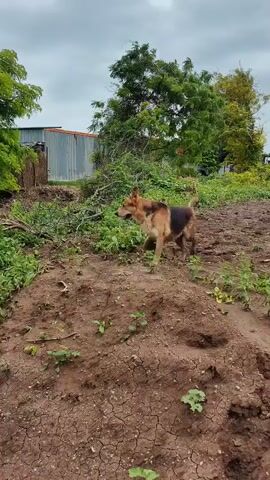 A German Shepherd dog stands on a dirt mound in an outdoor setting. The dog is facing to the left and appears to be looking at something. The ground is dry and cracked, with some small green plants growing on it. In the background, there are trees and a cloudy sky. There is also a small metal building visible. The dog is the only living creature in the frame.