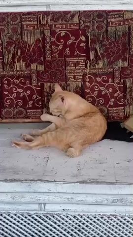 An orange cat is grooming itself on a white bench with a red and gold patterned fabric backdrop. The cat is lying on its side with its legs outstretched. It is using its paws to clean its face and ears. The bench appears to be made of wood.