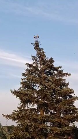 The video shows a tall evergreen tree against a pale blue sky with wispy clouds. At the very top of the tree, perched on the highest branches, are two small birds. The birds are light brown and appear to be facing away from the camera. The rest of the tree is dense with dark green needles. The lower portion of the image shows a sliver of a residential rooftop and some greenery. The lighting suggests it is either early morning or late afternoon.