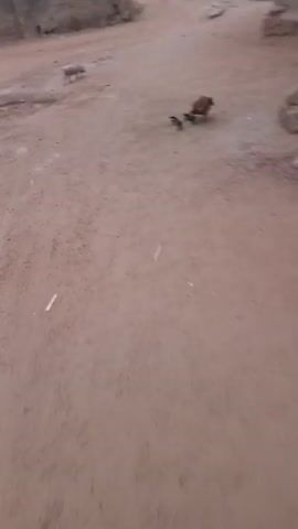 The video shows a dirt road in a rural area. A chicken and several chicks are visible walking along the road. A pig is standing in the distance. The camera pans to the side, revealing a metal structure and a building with a concrete wall.