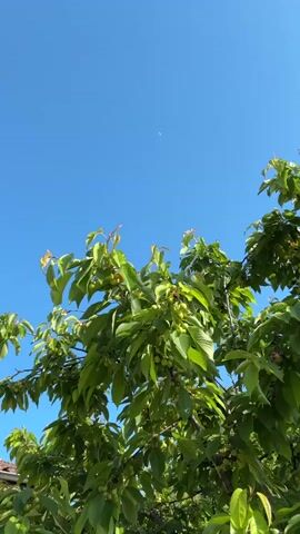 The camera pans up from beneath a leafy tree, revealing unripe green cherries among its branches. The bright blue sky is visible above the tree canopy.