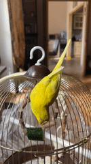 Yellow budgie snacks, perches, and meets the dog