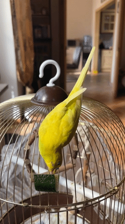 Yellow budgie snacks, perches, and meets the dog