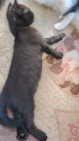 A black kitten lies on its back on a patterned rug. To the left, a grey and black tabby kitten rests its head on a blue object. To the right, a white kitten with black markings drinks from a blue bowl. The black kitten's paws are extended outwards, and its head is tilted back.