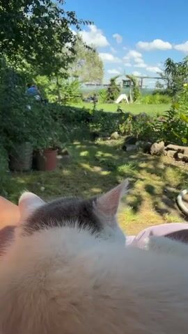 The video shows a close-up of the back of a cat's head and shoulders, with the cat resting on someone's lap. The cat has white and gray fur. The background is a sunlit backyard garden with green grass, trees, bushes, and some flowers. In the distance, there appears to be a greenhouse and some water, possibly a lake or river, under a blue sky with white clouds. The overall scene is peaceful and summery.