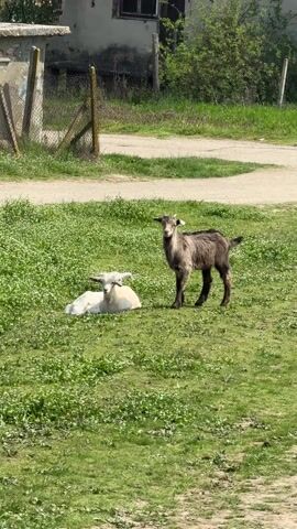 A woman with dark hair pulled up into buns, wearing a brown jacket and blue jeans, walks toward two goats in a grassy field. One goat is lying down, and the other is standing and looking at the woman. The background includes a dilapidated building, a dirt path, and green trees.