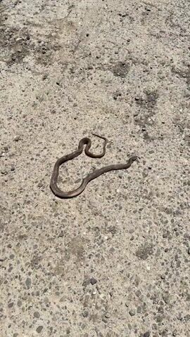 The video shows a snake lying on a gravelly, light-colored surface, possibly a road or pathway. The snake is coiled and appears to be dead or injured. The lighting suggests it is daytime, with harsh shadows indicating a bright sun. The background is out of focus, but the ground is composed of small stones and pebbles. The overall scene is neutral and observational, focusing on the snake as the central subject. There is no visible text or people in the frame. The location is identified as Mrgvali Chala, Georgia.