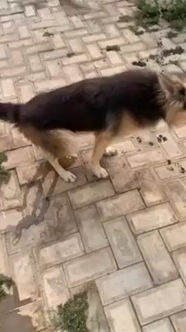 The video shows a medium-sized dog, seemingly a German Shepherd mix, urinating on a brick-paved surface. The dog has black and tan fur. After urinating, the dog shakes its body and then walks off-screen. The area around the dog is wet and has some debris, including leaves and droppings. In the background, there are some containers and a plate with food.