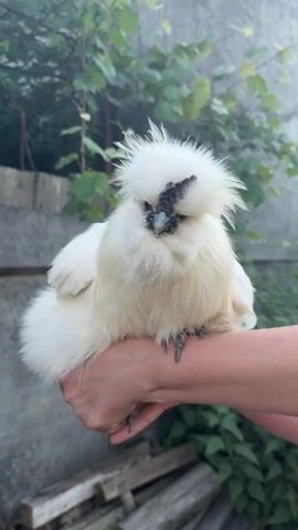 A person holds a fluffy white chicken in their arms. The chicken has black eyes and a black comb on its head. The person's hands are visible, one on the chicken's back and the other supporting its body. The background is blurred but appears to be an outdoor setting with greenery and a fence. The video is short, showing the chicken and the person's interaction with it.