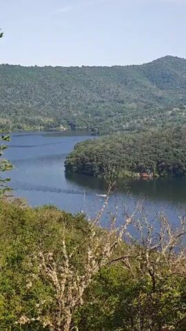 A slow vertical pan shot shows a wide, calm body of water, possibly a river or lake, surrounded by lush green hills under a bright sky. In the foreground, the tops of trees are visible, some with bare, gnarled branches. A small white boat moves across the water from left to right, leaving a wake. On the far side of the water, several small structures are visible along the shoreline, nestled among the trees. The water curves around a thickly forested point of land.