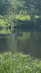 Spring morning activities captured around Slobodka pond