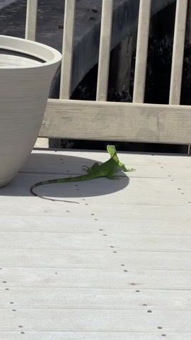 A green iguana is on a wooden deck. The iguana is facing to the right, with its head tilted up and its mouth slightly open. Its tail is curled around its body. There are small footprints on the deck. In the background, there is a large white planter and a wooden railing. The sun is shining, casting a shadow of the iguana on the deck.
