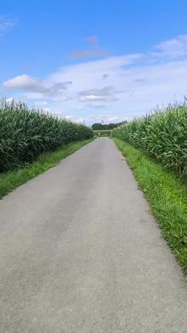 The video shows a paved road stretching into the distance. The road is bordered on both sides by tall, green cornfields. The sky is blue with a few scattered white clouds. In the distance, a person or people can be seen walking or biking on the road.