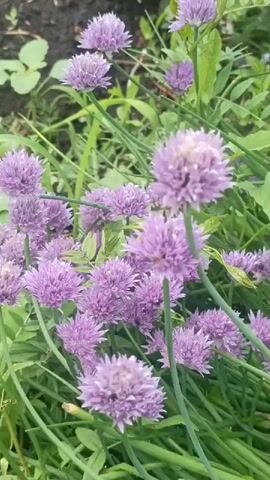 A vertical video shows an outdoor garden with lush green foliage and several purple chive blossoms. Bees are visible flying around the blossoms. The camera pans across the garden, showcasing the vibrant colors and natural environment.