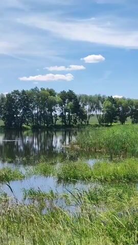 The video shows a tranquil body of water bordered by lush green reeds and tall trees under a bright blue sky with scattered white clouds. The water's surface reflects the surrounding trees, creating a serene mirror effect. The foreground is filled with tall grass and reeds, swaying gently in the breeze. The overall atmosphere is peaceful and natural, suggesting a rural or wetland environment. There are no people or man-made objects visible in the frame.