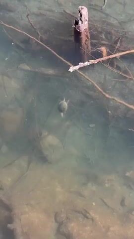 A small turtle swims underwater in murky water. The turtle is dark with a visible shell and head. The water contains visible debris such as twigs and submerged vegetation. A piece of wood sticks out of the water in the upper right portion of the frame.
