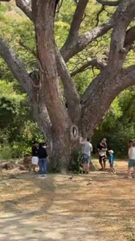 The video shows a group of people gathered around a large tree, with at least one monkey visible in the tree. The tree appears mature, with thick branches and a tire hanging on one side.  The surrounding area seems to be a dry, grassy clearing with other trees in the background.  The people are standing and looking at the tree, and the monkey is perched on a branch.