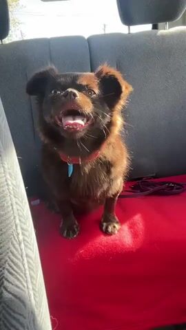 A small, brown, fluffy dog with floppy ears is sitting in the back seat of a car. The dog is wearing a red collar with a blue tag. The dog is looking at the camera and licking its nose. The dog's tongue is pink. The car seat is gray and the dog is sitting on a red blanket. The sun is shining through the window, casting a shadow on the dog.