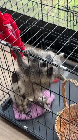 A young raccoon is captured in a wire cage, clinging to the bars with its front paws. Its body is elongated as it dangles, with its hind legs also touching the cage. The raccoon has distinctive black markings around its eyes and a bushy tail. It appears to be looking directly at the camera with a curious or playful expression.

Inside the cage, there's a pink cloth or blanket on the floor, and a small woven basket to the right. A bright red plush toy, possibly a dog toy, is attached to the top left of the cage. The background is blurred, but suggests an outdoor setting with hints of greenery and possibly sunlight filtering through. The lighting indicates it's daytime. The overall scene appears to be a close-up shot of the raccoon, focusing on its interaction with the cage and its surroundings.