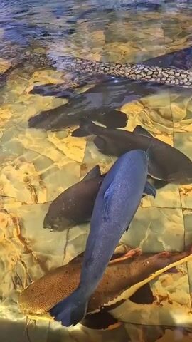 The video shows a pond or tank with clear water revealing a tiled bottom resembling yellow and brown marble. Several large fish of various species swim lazily near the bottom of the tank. There are dark-colored fish, one with a prominent red tail, and a patterned snake-like fish barely visible at the top of the tank. There are no people present in the frame.