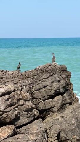 Two dark-colored birds stand on large, rough, gray rocks near the ocean. The bird on the left is facing left and appears smaller. The bird on the right is facing right and looks slightly larger. The ocean water is a turquoise color and the sky is a light blue. The overall scene depicts a natural coastal environment.