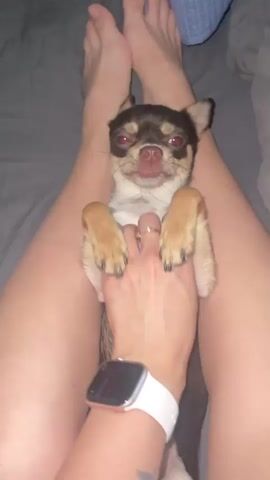 The video shows a close-up overhead view of a small chihuahua dog lying on its back on a person's lap. The dog's paws are in the air and the person's hand is holding the dog's paws and belly. The dog's mouth is open and it appears to be yawning or barking. The person's legs are spread apart and their feet are visible at the top of the frame. The background is a dark gray surface, possibly a bed. The person is wearing a white smartwatch on their left wrist.