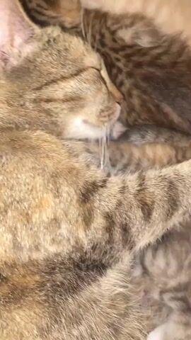 A close-up video shows a tabby cat sleeping. Several kittens are nestled into the mother cat's fur, some are nursing. The kittens are small and appear to be very young. The video is mostly still, with some slight movement as the cats breathe. The lighting is soft and natural, suggesting an indoor setting.