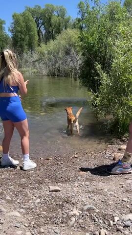 A blonde woman in a blue athletic outfit and a man in black shorts and shoes stand on a rocky riverbank, watching a light brown dog wade into the clear, shallow water. The dog walks around and then tries to grab a rock with its mouth, splashing water.